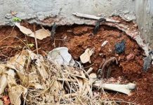 Exposed Human Remains,Open Graves,Bare Bones and Skulls….. Freetown Cemeteries Undignified