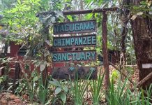 Tacugama: A Sanctuary Under Siege